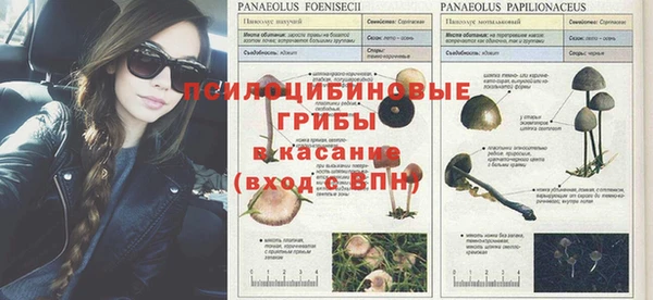 ГАЛЛЮЦИНОГЕННЫЕ ГРИБЫ Балабаново