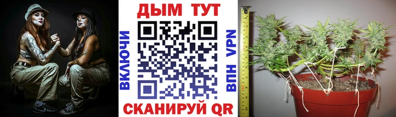 Канабис семена  как найти   Гурьевск 